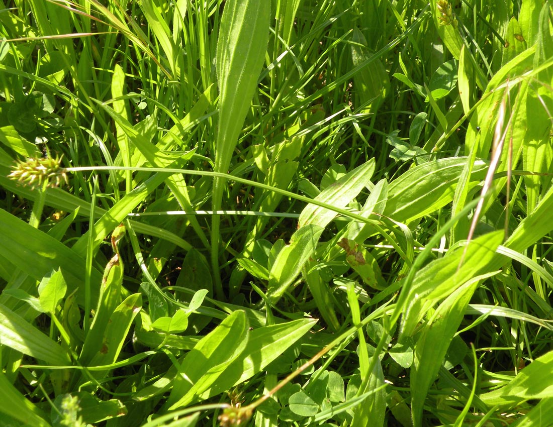 Probabile Carex spicata